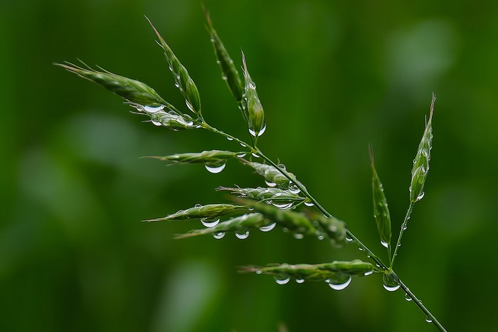 Close-up of grass with water drops