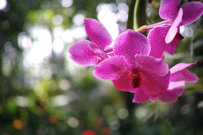 Pink orchids with speckled petals