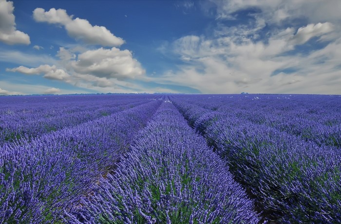 Lavender field under a cloudy blue sky