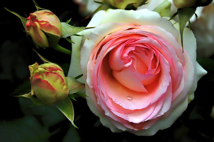 Pink and white rose with buds
