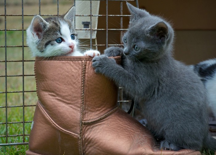Two kittens playing in a boot