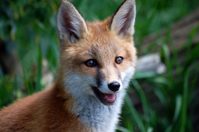 A fox with bright eyes looks forward
