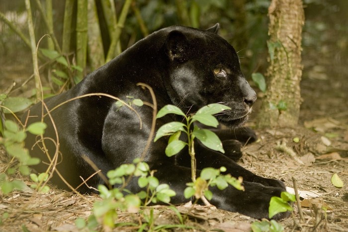Black Panther lying in foliage