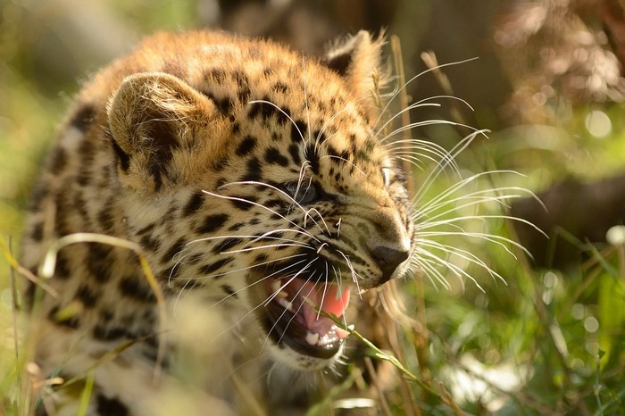 Leopard cub snarling in tall grass