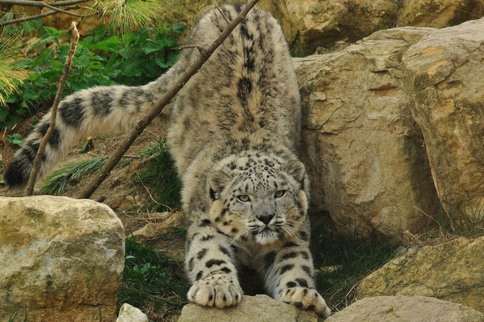 Snow leopard stretching on rocks