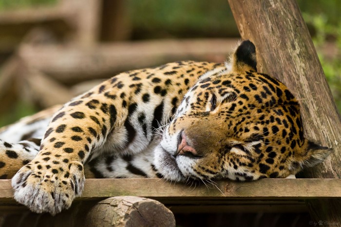 Jaguar sleeping on wooden platform