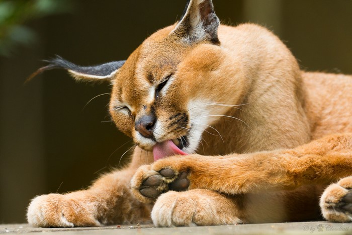 Caracal grooming its paw