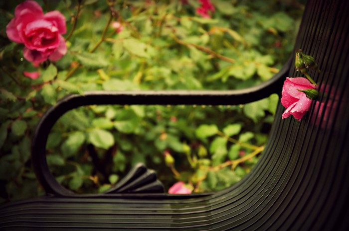 Pink rose on a park bench