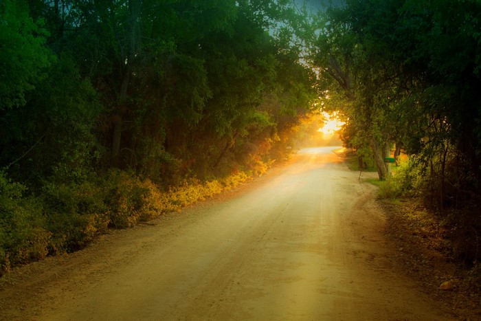 Dirt road through trees at sunset