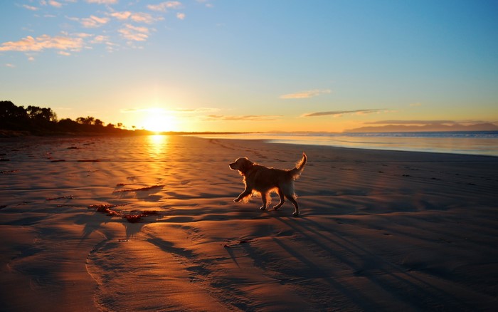 Golden Retriever dog running on a beach at sunset