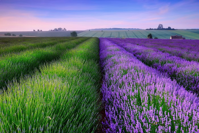 Lavender fields and green fields at sunset