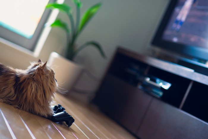 Cat with a video game controller