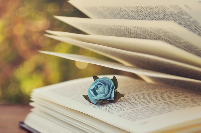 Blue rose on an open book