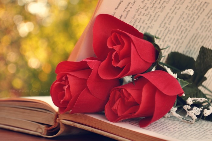 Red Roses on an Open Book