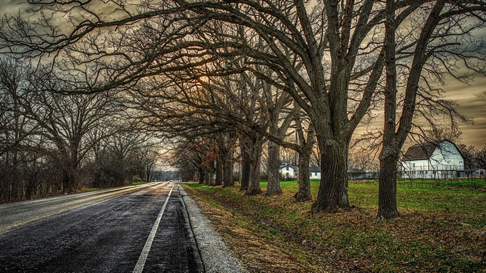 Road lined with trees leading to a white barn
