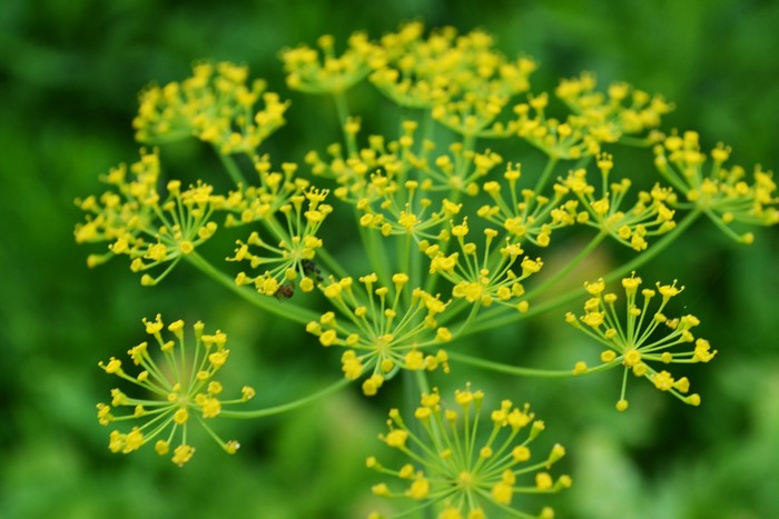 4K Dill Flowers Closeup