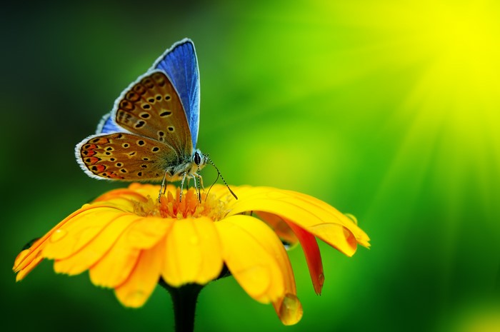 Blue butterfly on a yellow flower with sun rays