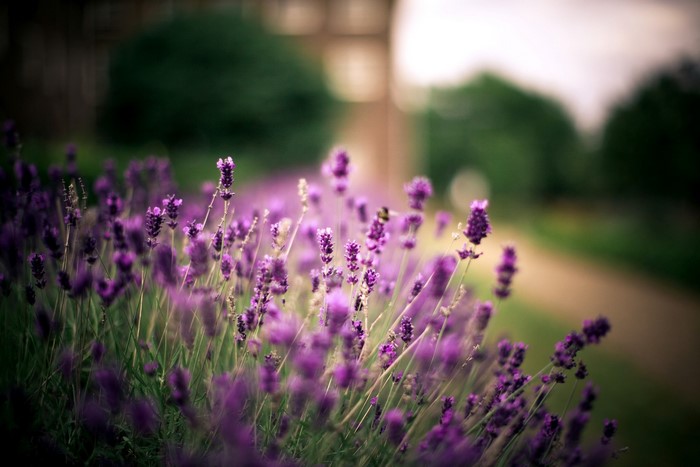 Lavender flowers in a garden