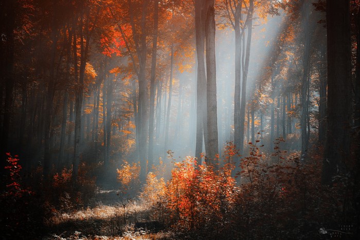 Forest with sun rays and autumn leaves by Ildiko Neer