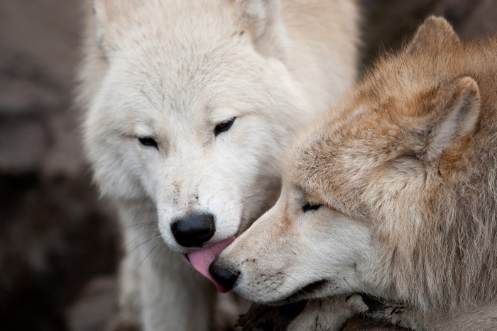 Two wolves grooming each other