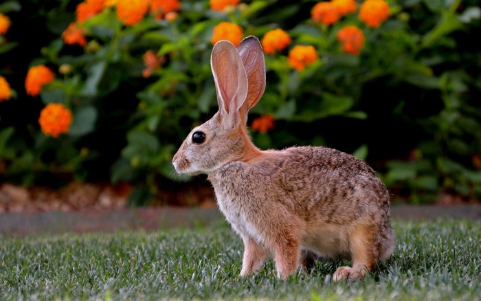 Rabbit sitting on grass with orange flowers in background