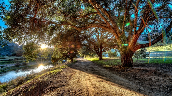 Sunlight streams through trees onto a dirt road and river