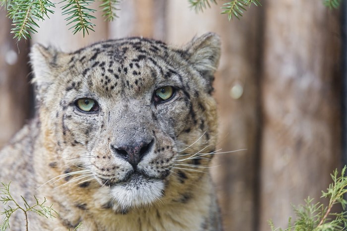 Close-up of a Snow Leopard's face