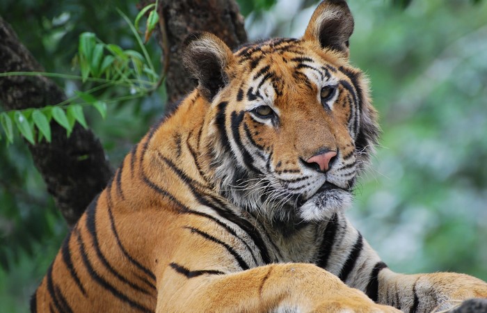 Tiger resting on a tree branch