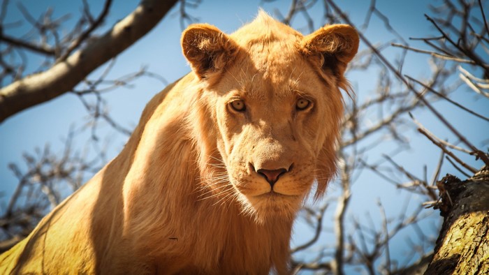Lion looking down from a tree