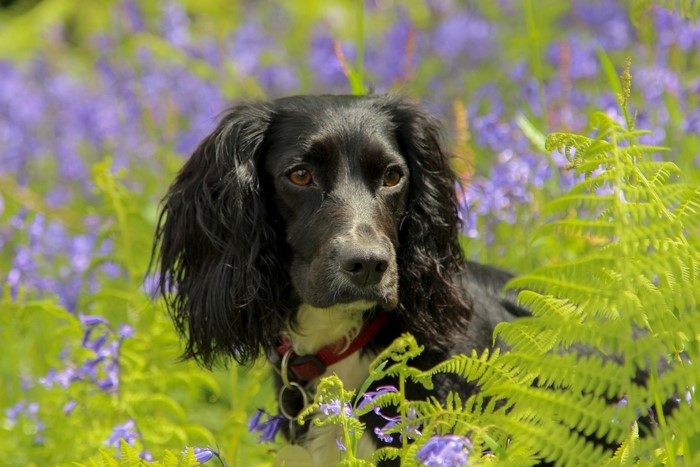 Black Spaniel Dog in Bluebells and Ferns