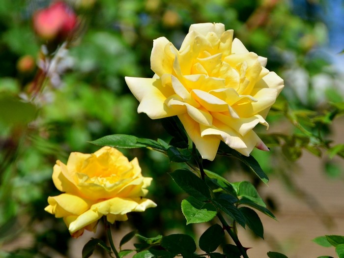 Two yellow roses in a garden