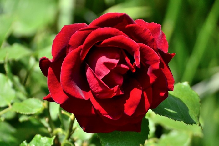 Close-up of a deep red rose in bloom