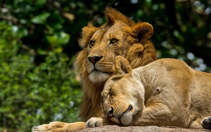 Male and female lions resting on rocks