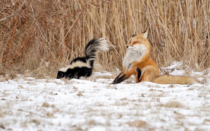 Fox and Skunk in the Snow