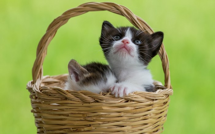 Two kittens in a wicker basket