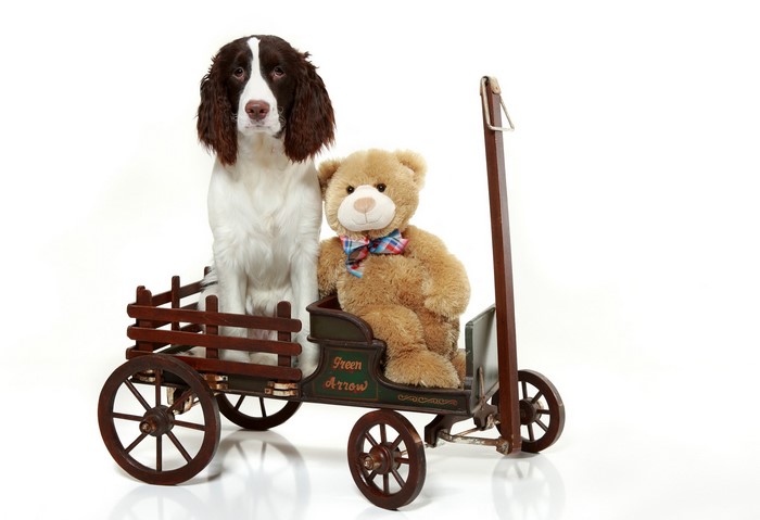 English Springer Spaniel dog and teddy bear in a wagon