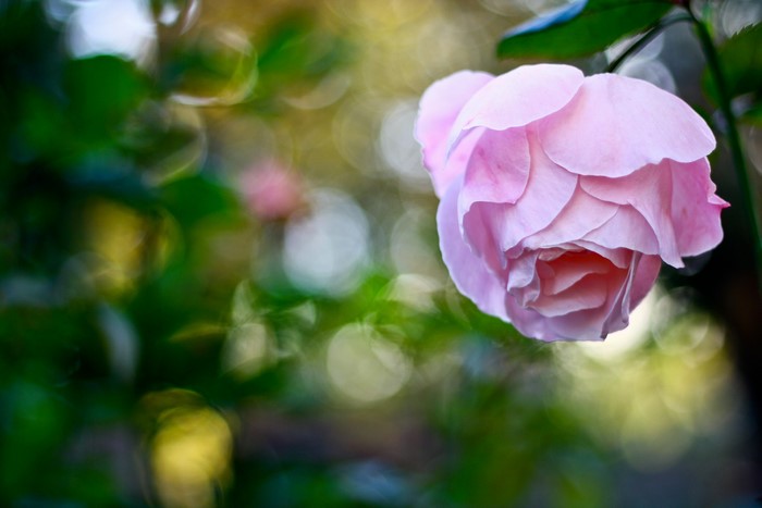 Close-up of a delicate pink rose in bloom