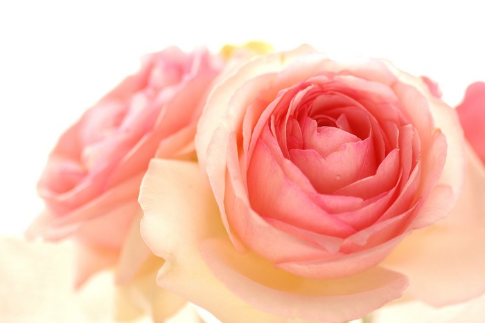 Close-up of two pink and cream roses