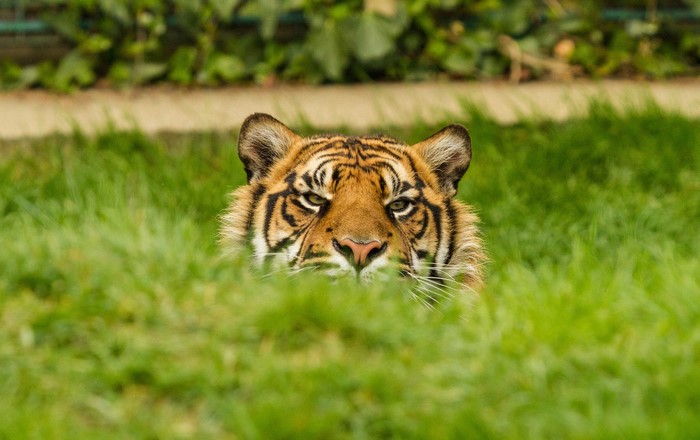 Tiger peeking through tall green grass