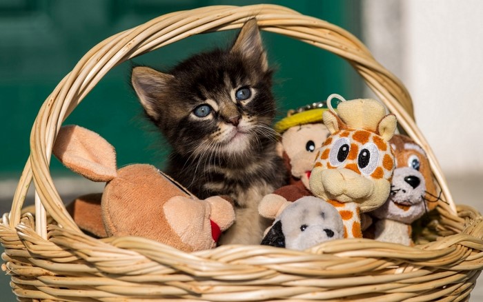 Kitten in a wicker basket with stuffed toys
