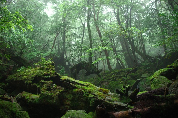 Mossy forest with ancient trees and fallen logs