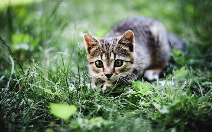 Kitten crouching in green grass