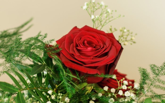 Close-up of a red rose with greenery