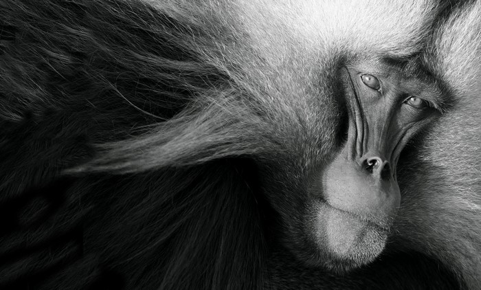 Close-up of a Gelada Baboon's Face