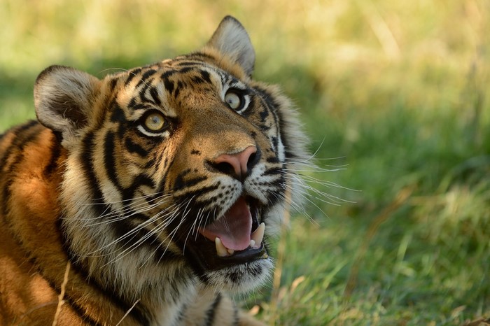 Tiger with mouth open in grassy field