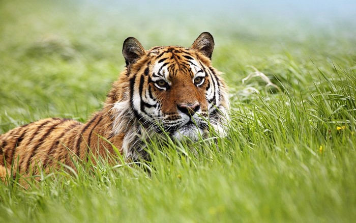 Tiger lying in tall green grass