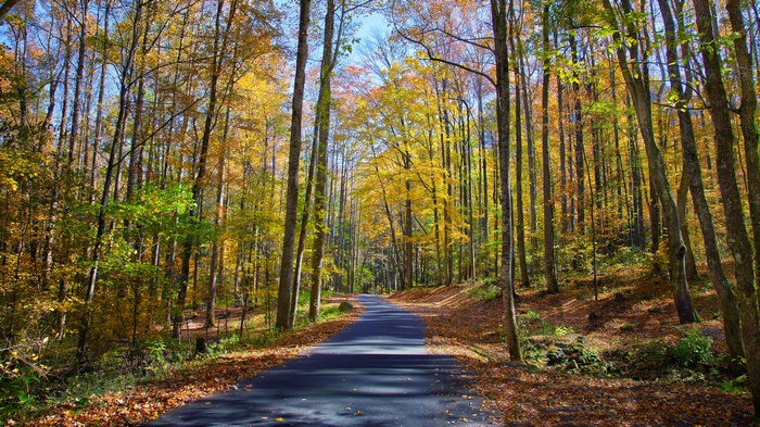 Road through an autumn forest with colorful trees