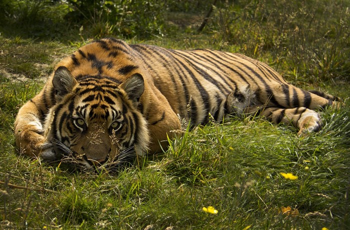 Tiger lying in green grass
