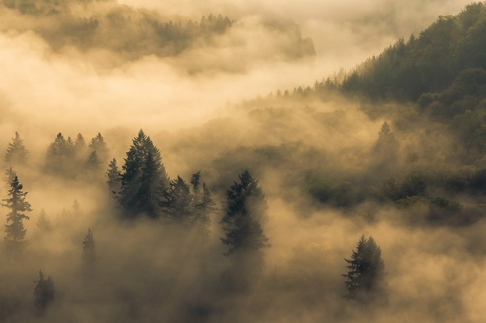 Misty forest with sunlit fog and evergreen trees