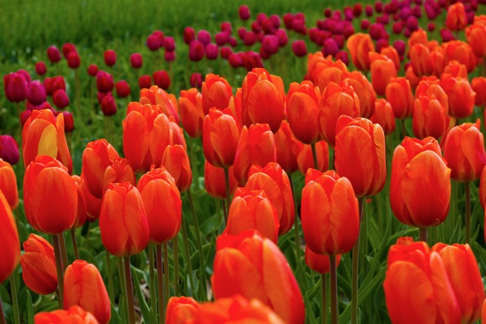 Many orange and red tulips in a field